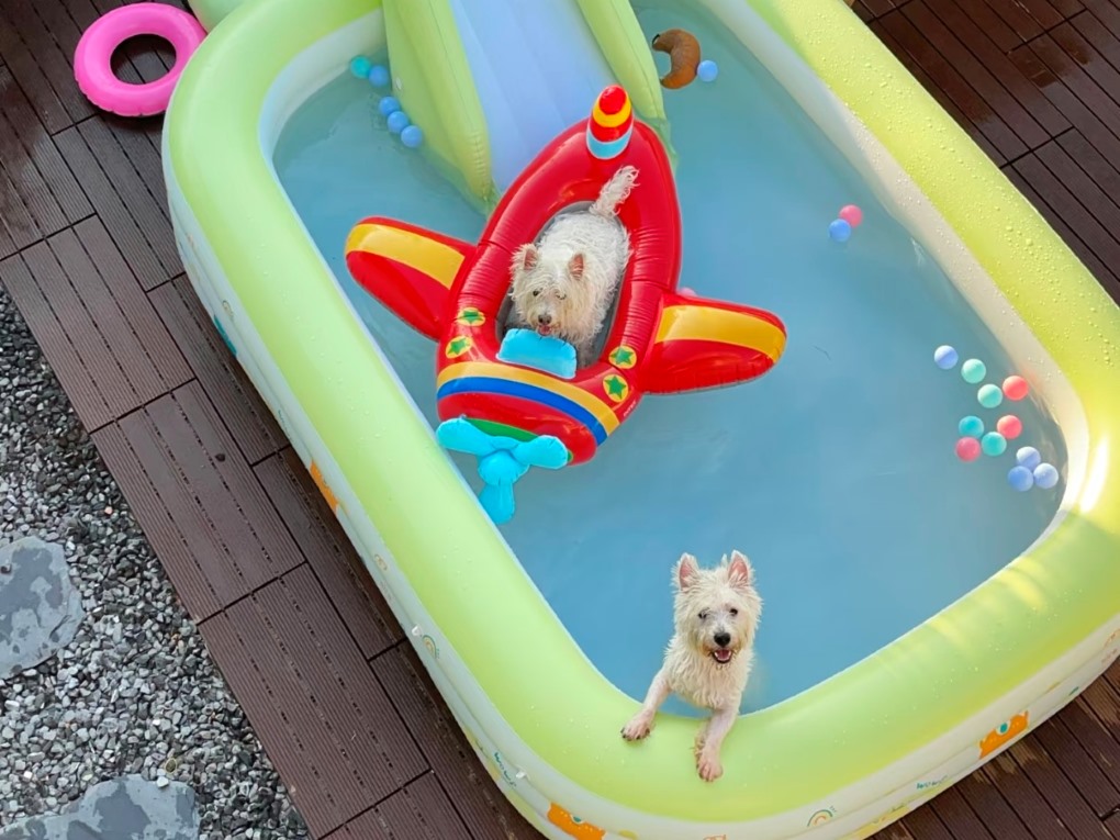 Die Vorteile des Wasserspaßes für Hunde und die Bequemlichkeit aufblasbarer Pools